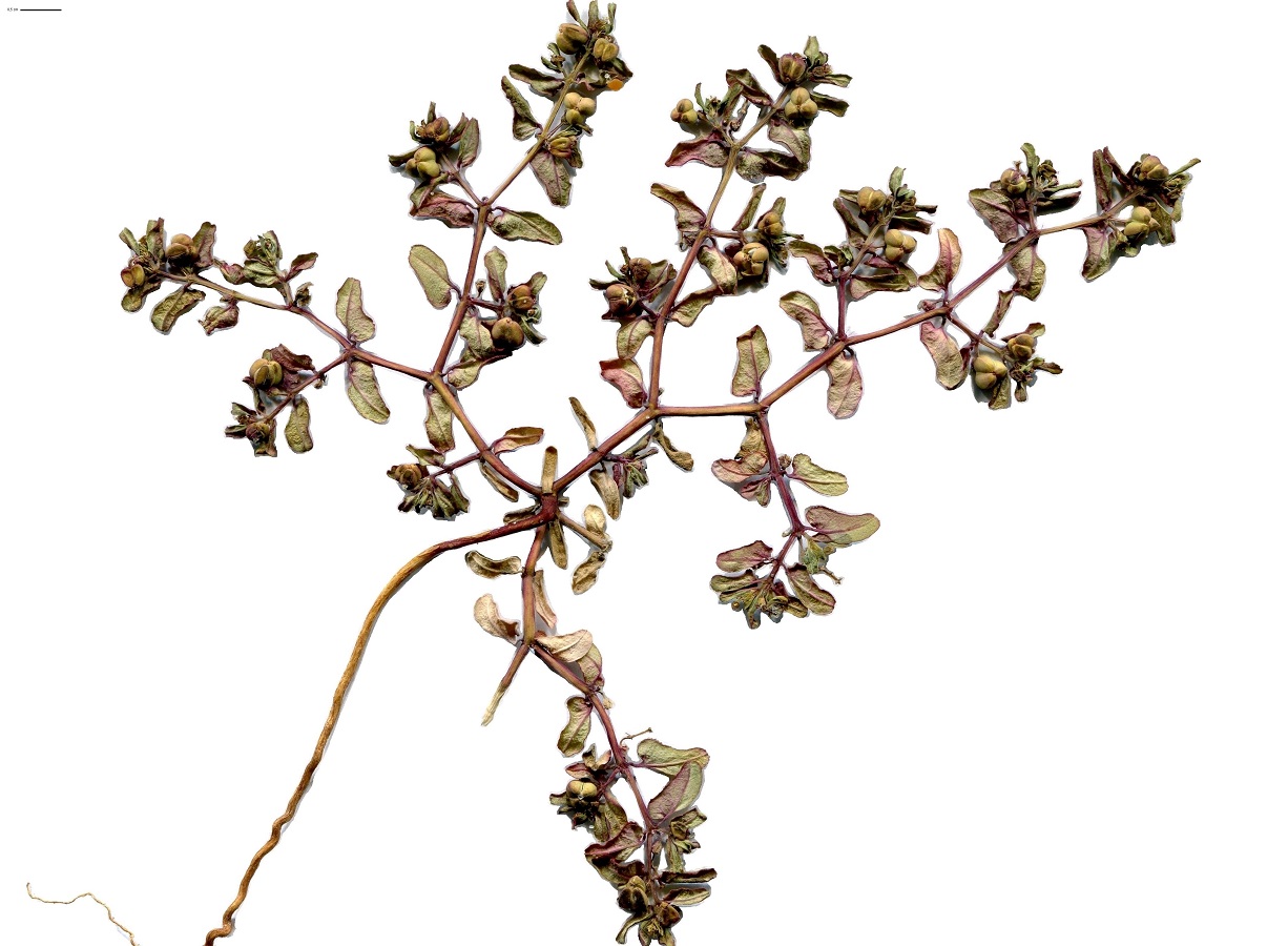 Euphorbia peplis (Euphorbiaceae)